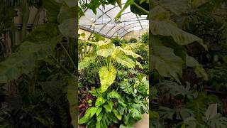 Massive Philodendron Giganteum Blizzard at Whitfil Nursery Arizona…philodendron plants plant [upl. by Ecirtaed584]