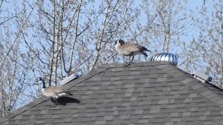 Canada geese Spring 2024 observing from the rooftopالإوز الكندي [upl. by Cheffetz]