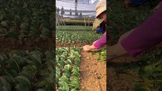 Amazing Tea Plants Propagation from Cuttings [upl. by Trahurn681]