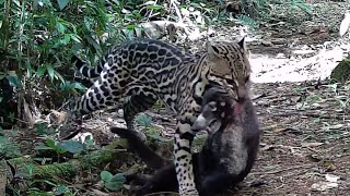 Ocelote Leopardus pardalis Registros en Eco Senderos del 21nov2021 al 26feb2022 [upl. by Amocat]