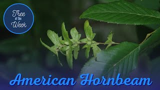 Tree of the Week American Hornbeam [upl. by Einhpad186]