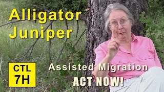 CTL 7H  Assisted Migration ACT NOW Alligator Juniper [upl. by Eledoya]