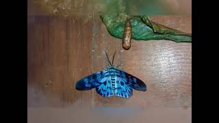 Watch This Caterpillar Turn Into A Blue Day Moth [upl. by Barncard844]