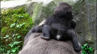 Gorillas  Sibirischer Tiger  Chinesischer Leopard  Elefanten  Zoo Hannover [upl. by Nwavahs]