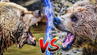 Grizzly bear vs Kodiak bear Who would win in a fight [upl. by Ahsurej358]