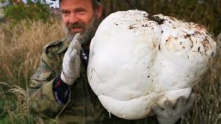 Гигантский гриб шампиньон дождевик Calvatia gigantea  ЛИКОПЕРДОН или Лангермания гигантская [upl. by Laefar258]