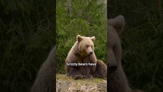 Grizzly Bears Can Smell Food 30 Kilometers Away  Amazing Bear Facts [upl. by Yddet]