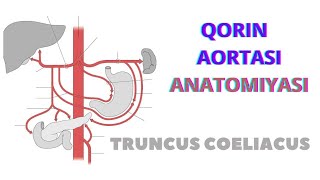 Qorin aortasi tarmogʻiqorin arterial poyasi truncus coeliacus anatomiyasi [upl. by Geiss281]