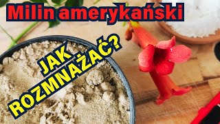 MILIN AMERYKAŃSKI  jak rozmnażać 🌺 🌺 🌺 [upl. by Berni746]