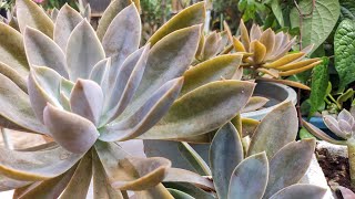 Graptoveria Fred Ives echevariaa beautiful giant succulent how to grow and care [upl. by Ayotna]