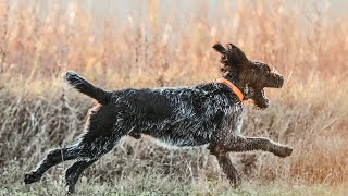 How to Train Your German Wirehaired Pointer [upl. by Bondie774]