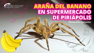 Retiramos una araña del banano en supermercado de Piriápolis  Phoneutria nigriventer [upl. by Bendicta]