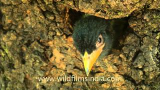 Himalayan Barbet chick checks out whats outside the nest hole [upl. by Virgin]