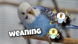 Food for Raising Healthy Baby Budgies [upl. by Eylatan]