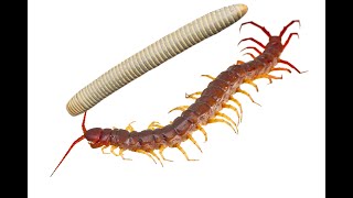 Centipede vs Millipede 2 [upl. by Eseer]