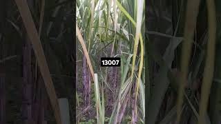 13007 sugarcane variety agriculture farming sugarcanecrop sugarcanefarming [upl. by Anglo]