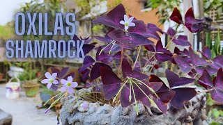 Purple butterfly plant How to grow oxalis triangularis  GardenArcX EP85 [upl. by Anirbed]