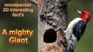 woodpecker intro woodpecker for kids pleated woodpecker woodpecker facts  woodpecker info [upl. by Catarina]