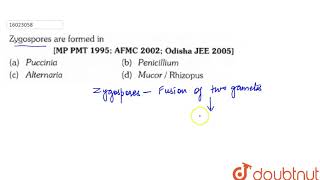 Zygospores are formed in [upl. by Ecnerol]