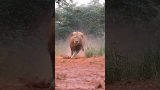 Lion  Hungry Lions Attack mood ll lion shorts ytshorts animals animalplanet [upl. by Lennej93]