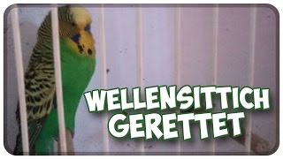 Wellensittich gerettet Tierrettung Wie wir einen entflogenen Wellensittich gerettet haben [upl. by Odlopoel]