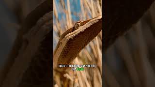 Gecko Shoots Tail at Opponents 🦎🐍 Goldentailed Gecko animals nature wildlife [upl. by Htieh]