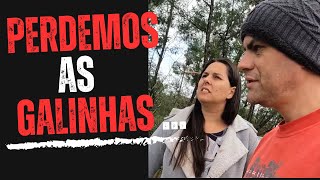 PERDEMOS GALINHAS O GALINHEIRO foi destruído COM O TEMPORAL ep 32 [upl. by Oijimer757]