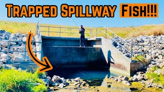 Surprise SPILLWAY Fish TRAP [upl. by Etnohc]