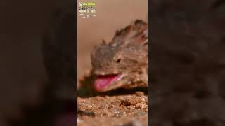 Increíble este lagarto dispara sangre de los ojos Lagarto Cornudo  Phrynosoma [upl. by Nwahsek592]