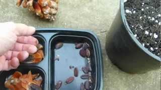 Planting Huge Pine Tree Cone Seed Collection part 2 [upl. by Airdnaz128]