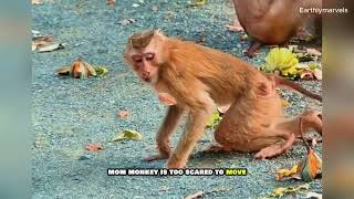 A cobras bite is highly venomous this small monkey survived [upl. by Ahsikit]