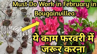 Do These Things In Bougainvillea In February and Get Lots Of Flowers ridaans mom garden [upl. by Allenaj298]