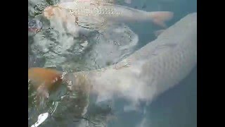 Biggest Koi Fish in the World [upl. by Flita]