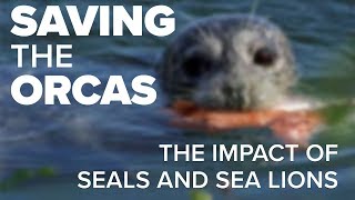 Saving the Orcas Seals and Sea Lions [upl. by Cleavland]