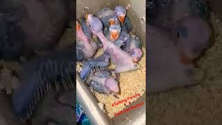 Baby Parrots🦜 Growth Stage  Baby Parrots Care  Baby Parrots Growing Stage youtubeshorts shorts [upl. by Farah]