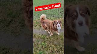 Hund einfach und schnell Kommandos beibringen ✅ hundetraining hundeerziehung [upl. by Quillon]