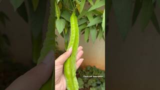 Winged Beans  Siragu avarai from our garden [upl. by Jonathon]