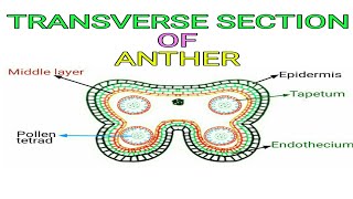 Structure of Anther  anther  Structure of Anther and Pollen grains  परागकोष  परागकोष की संरचना [upl. by Vanna906]