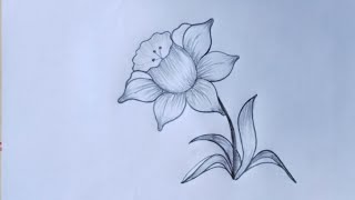 Daffodil Flower Drawing How To Draw A Daffodildrawingbook3988 [upl. by Eiresed]