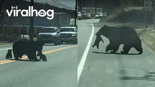 Momma Bear Struggles with Cubs  ViralHog [upl. by Andrew920]