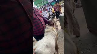 1 Lakh Ka Bakra at Deonar Bakra Mandi 2024 June 7 [upl. by Siul]