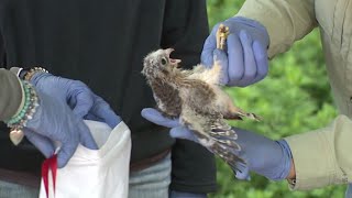 Wildlife experts band baby kestrels in Lackawanna County [upl. by Verne]