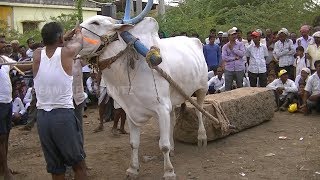 khillari bull pulling heavy weight stone in yadwad festivalsharyatstone bull3 [upl. by Edina]