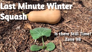 Starting a late crop of butternut squash zone 9B [upl. by Coady]