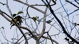 BALANÇA RABO DE MÁSCARA Canto Agitado POLIOPTILA DUMICOLA MASKED GNATCATCHER SEBINHO AZULADO [upl. by Godred399]