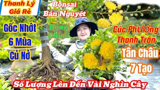 🌲227🌲Mai Vàng Giá Rẻ🌲Thanh Lý Mai Giống Giá RẻGốc Nhớt Già Mùa • Giao LƯU Mai Vàng [upl. by Onaivlis341]