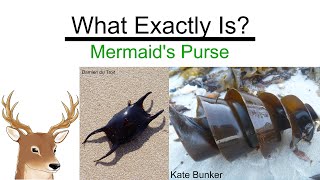 What Exactly is Mermaids Purse and Why it Looks so Weird [upl. by Leeban]