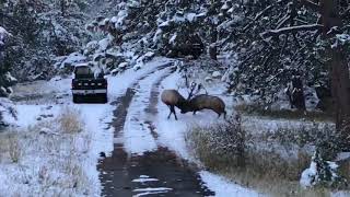 Bull Elk fighting in Evergreen Colorado [upl. by Corinna]