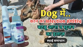 Dog Ear Infection Treatment at home  Otitis  Dog ke Kan se pani badbu aana  doguniquecafe [upl. by Gilbertson96]