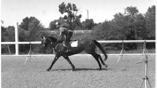 UC Davis Horse Racetrack Surface Study [upl. by Zales]